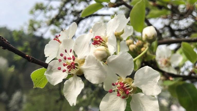 Blüte im Frühling